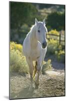 White Horse Walking on Trail-DLILLC-Mounted Photographic Print