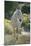 White Horse Walking on Trail-DLILLC-Mounted Photographic Print