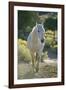 White Horse Walking on Trail-DLILLC-Framed Photographic Print