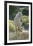 White Horse Walking on Trail-DLILLC-Framed Photographic Print