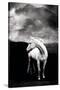 White Horse-null-Stretched Canvas