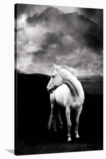 White Horse-null-Stretched Canvas