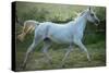 White Horse-conrado-Stretched Canvas