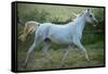 White Horse-conrado-Framed Stretched Canvas