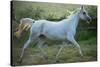 White Horse-conrado-Stretched Canvas