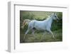 White Horse-conrado-Framed Photographic Print