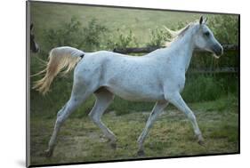 White Horse-conrado-Mounted Photographic Print