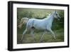 White Horse-conrado-Framed Photographic Print