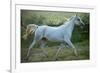 White Horse-conrado-Framed Photographic Print