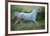 White Horse-conrado-Framed Photographic Print