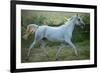 White Horse-conrado-Framed Photographic Print