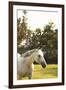 White Horse-Karyn Millet-Framed Photographic Print