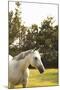 White Horse-Karyn Millet-Mounted Photographic Print