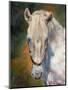 white horse-David Stribbling-Mounted Art Print