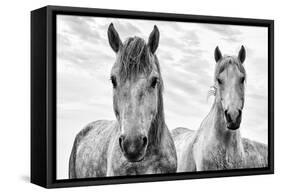 White Horses, Camargue, France-Nadia Isakova-Framed Stretched Canvas