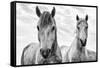 White Horses, Camargue, France-Nadia Isakova-Framed Stretched Canvas