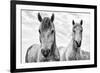 White Horses, Camargue, France-Nadia Isakova-Framed Premium Photographic Print