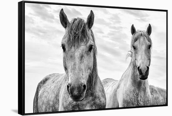 White Horses, Camargue, France-Nadia Isakova-Framed Stretched Canvas