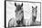 White Horses, Camargue, France-Nadia Isakova-Framed Stretched Canvas