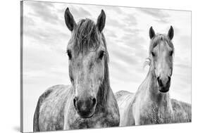 White Horses, Camargue, France-Nadia Isakova-Stretched Canvas