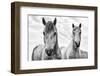 White Horses, Camargue, France-Nadia Isakova-Framed Premium Photographic Print