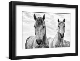 White Horses, Camargue, France-Nadia Isakova-Framed Premium Photographic Print