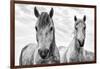 White Horses, Camargue, France-Nadia Isakova-Framed Photographic Print