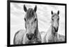 White Horses, Camargue, France-Nadia Isakova-Framed Photographic Print