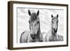 White Horses, Camargue, France-Nadia Isakova-Framed Photographic Print