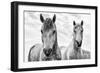 White Horses, Camargue, France-Nadia Isakova-Framed Photographic Print