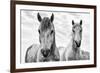 White Horses, Camargue, France-Nadia Isakova-Framed Photographic Print