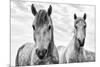 White Horses, Camargue, France-Nadia Isakova-Mounted Photographic Print