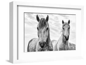 White Horses, Camargue, France-Nadia Isakova-Framed Photographic Print