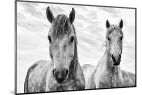 White Horses, Camargue, France-Nadia Isakova-Mounted Photographic Print