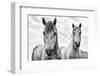 White Horses, Camargue, France-Nadia Isakova-Framed Photographic Print