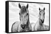 White Horses, Camargue, France-Nadia Isakova-Framed Stretched Canvas