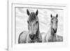 White Horses, Camargue, France-Nadia Isakova-Framed Photographic Print