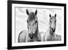 White Horses, Camargue, France-Nadia Isakova-Framed Photographic Print