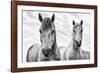 White Horses, Camargue, France-Nadia Isakova-Framed Photographic Print