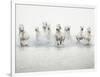 White Horses I-Irene Suchocki-Framed Giclee Print