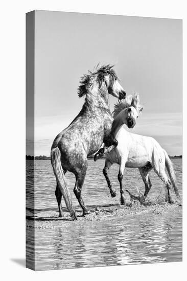 White Horses of Camargue Fighting in the Water, Camargue, France-Nadia Isakova-Stretched Canvas