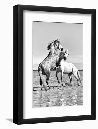 White Horses of Camargue Fighting in the Water, Camargue, France-Nadia Isakova-Framed Photographic Print