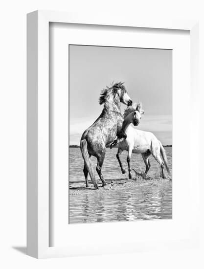 White Horses of Camargue Fighting in the Water, Camargue, France-Nadia Isakova-Framed Photographic Print