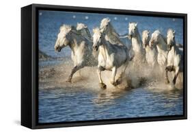 White Horses of Camargue, France, Running in Blue Mediterranean Water-Sheila Haddad-Framed Stretched Canvas