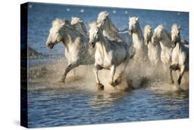 White Horses of Camargue, France, Running in Blue Mediterranean Water-Sheila Haddad-Stretched Canvas