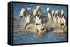 White Horses of Camargue, France, Running in Blue Mediterranean Water-Sheila Haddad-Framed Stretched Canvas