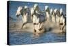 White Horses of Camargue, France, Running in Blue Mediterranean Water-Sheila Haddad-Stretched Canvas