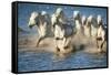 White Horses of Camargue, France, Running in Blue Mediterranean Water-Sheila Haddad-Framed Stretched Canvas