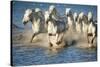 White Horses of Camargue, France, Running in Blue Mediterranean Water-Sheila Haddad-Stretched Canvas