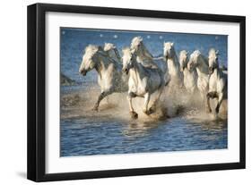 White Horses of Camargue, France, Running in Blue Mediterranean Water-Sheila Haddad-Framed Photographic Print